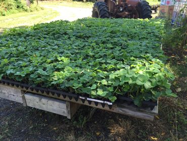 plants on stand