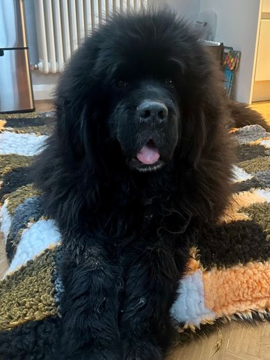 Fluffy black dog with tongue out lying on a colorful rug indoors.