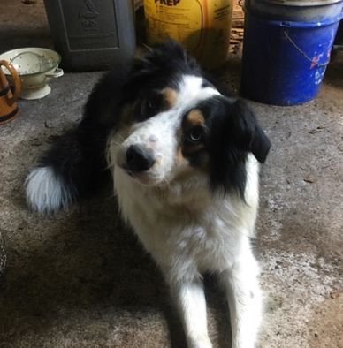 A fluffy tricolor dog lying on a concrete floor indoors.