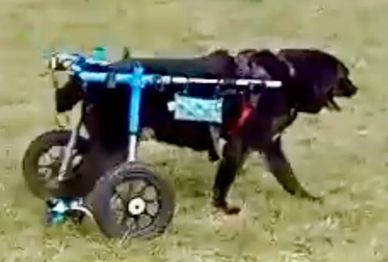 A black dog using a wheelchair for mobility support.