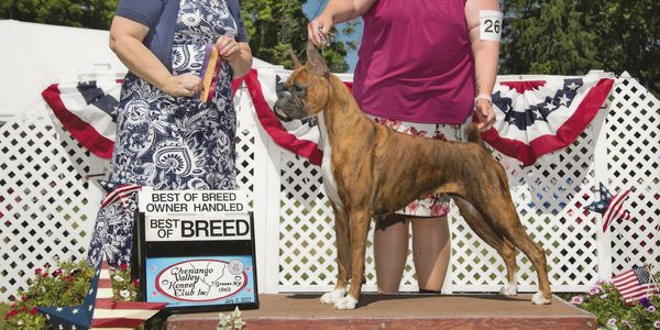 GCH Quinney's Lone Star Lady @Fahnestock DCAT SEN CGC TKI NW1