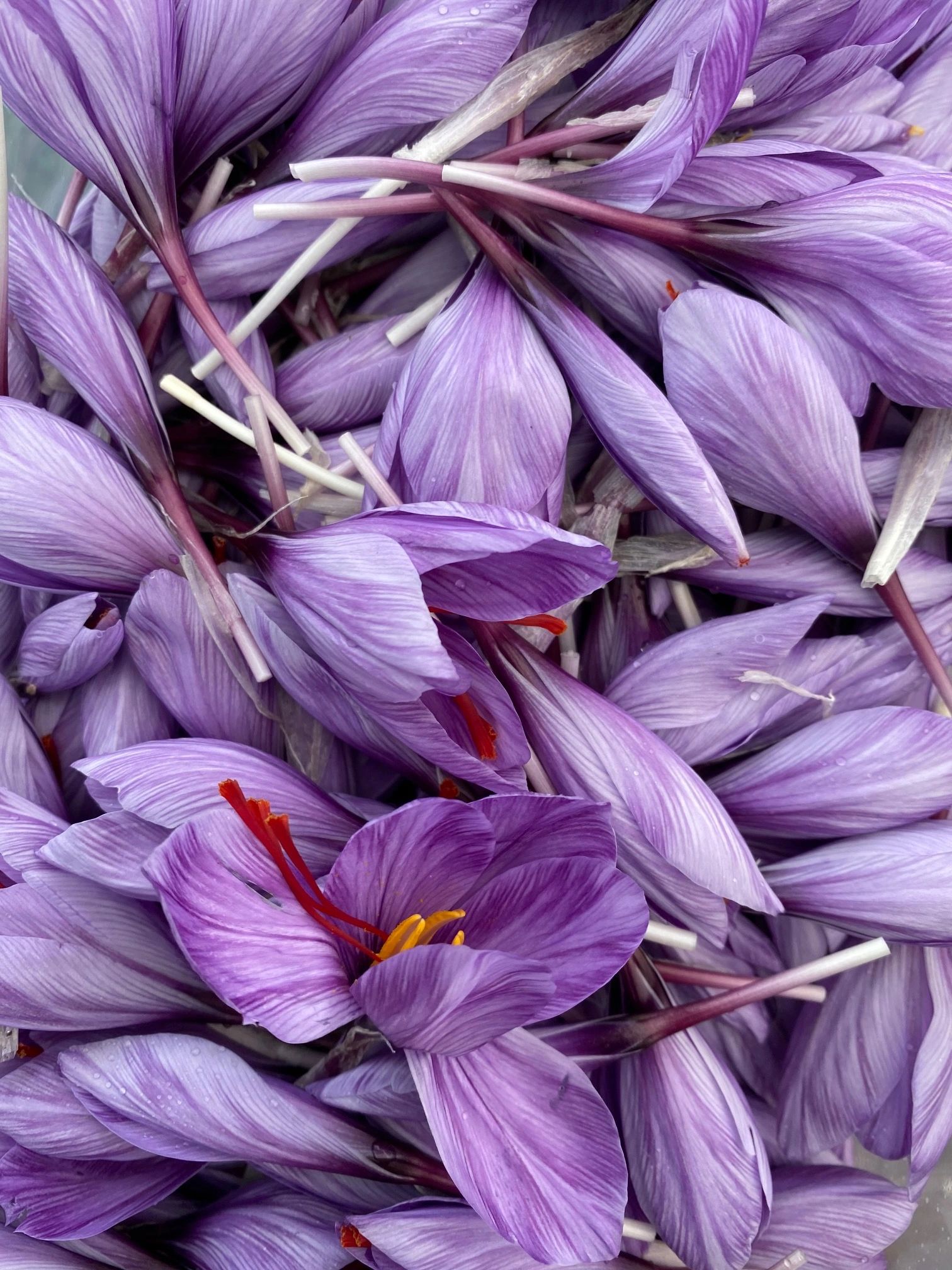 Kentish Saffron