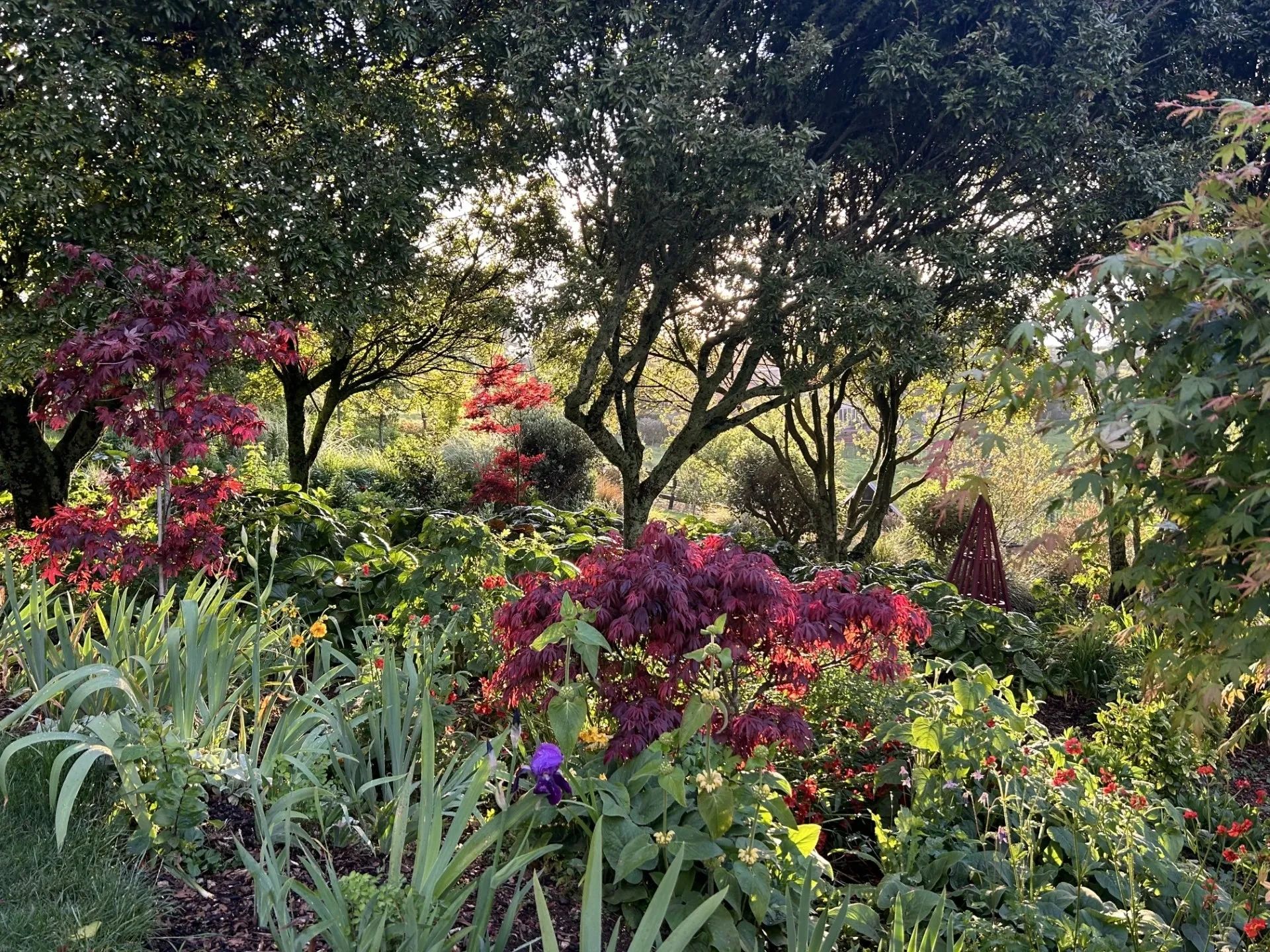 Acer. Maples. Japanese.  Shade loving shrubs. Ligularia reniformis, tractor seat plant. Maples in su