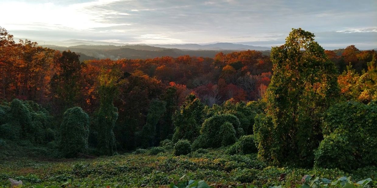 A long shot of the fall color trees and the cloudy sky 
