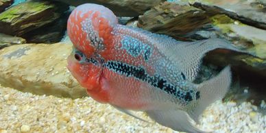 Exotic fish breeding