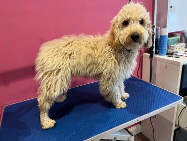 Esgy before his groom looking decidedly shaggy