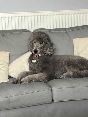 A grey standard poodle
