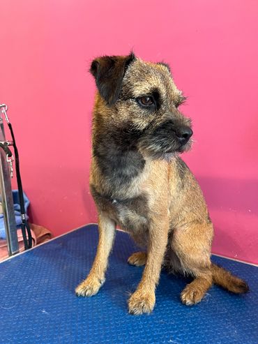 A hand stripped border terrier