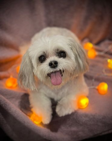 Tilly the Shih tzu