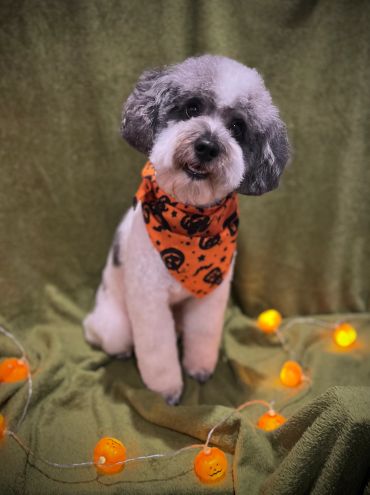 A Halloween groom