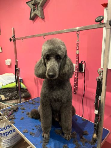 Bernie the standard poodle