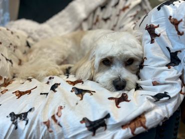 Nougat snuggling up in the armchair after a groom