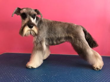 A miniature schnauzer