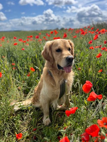 Henry the golden retriever in a poppy field