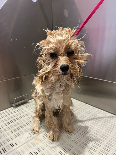 Puppy’s first bath!