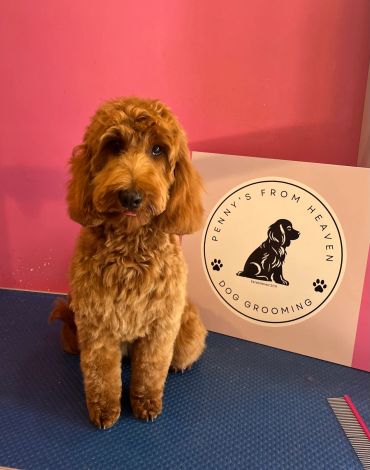 A ginger cavapoo