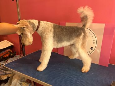 A fox terrier