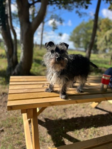 Sparkie on a picnic table