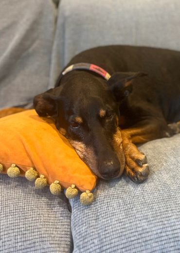 A sleepy Doberman 