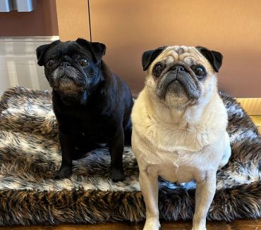 My favourite pugs