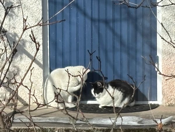 Two cats sitting near a blue door on a sunny day.