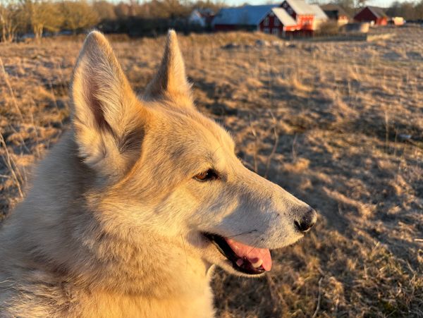A close-up of a dog in a sunlit field with buildings in the background.