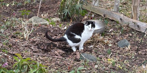 A black and white cat squatting on dry soil outdoors.
