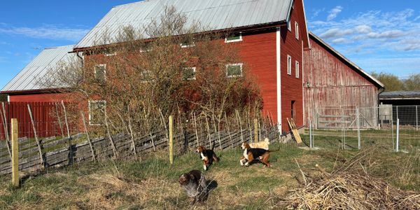 Three dogs playing outside near a red barn on a sunny day.