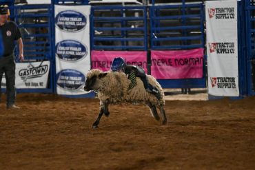 A young child riding a bucking sheep in a rodeo arena.