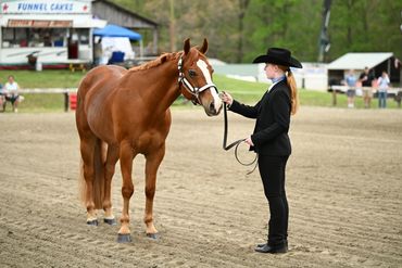 A young rider in black attire holding a chestnut horse in a show ring.