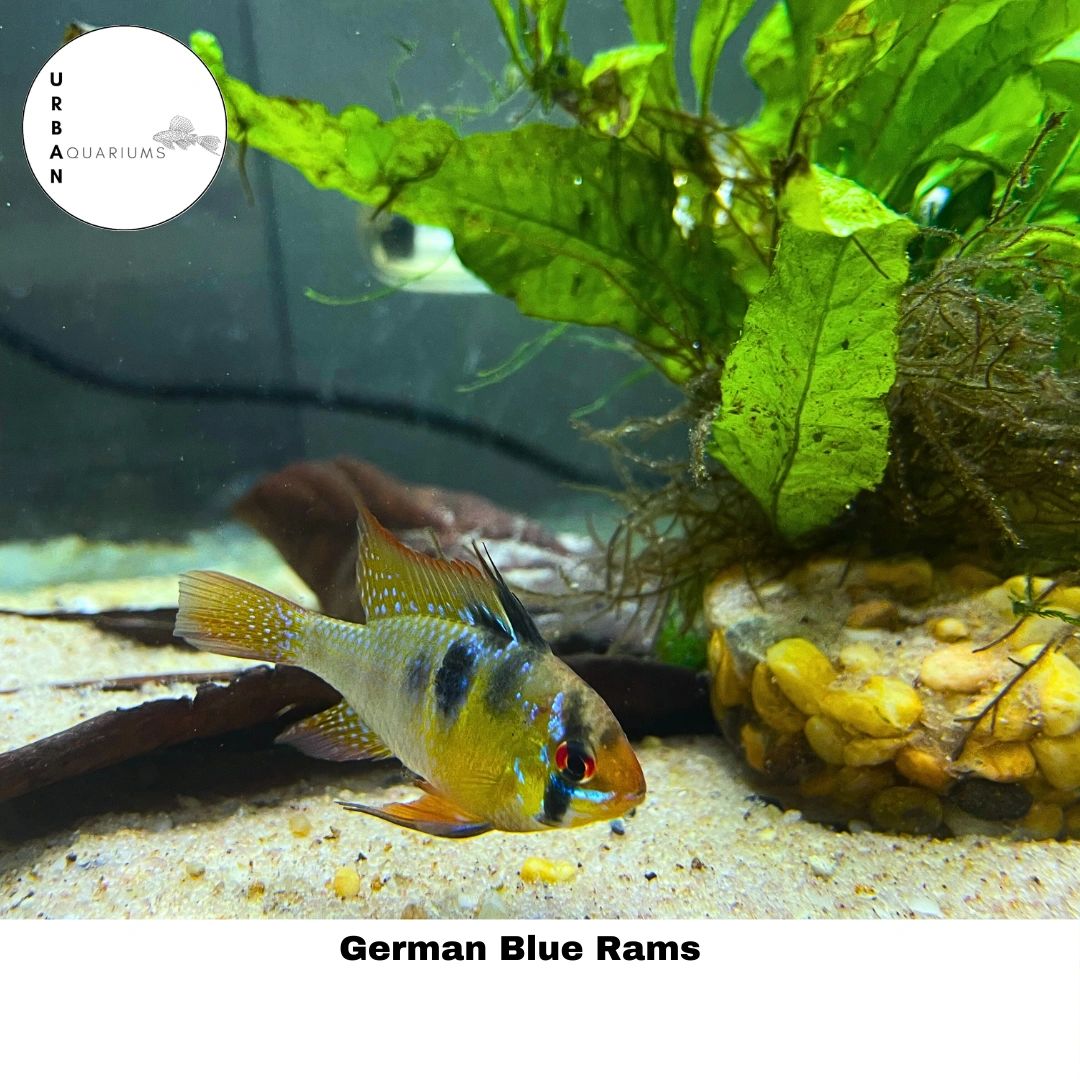 German Blue Rams (Mikrogeophagus ramirez)