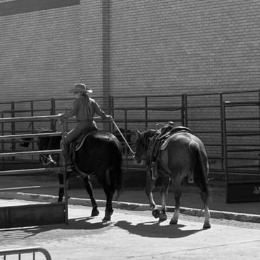 Taylor walking her horses in Ft. Worth Texas