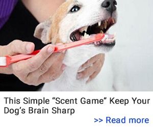 The Natural Formula That Supports Your Dog’s Health