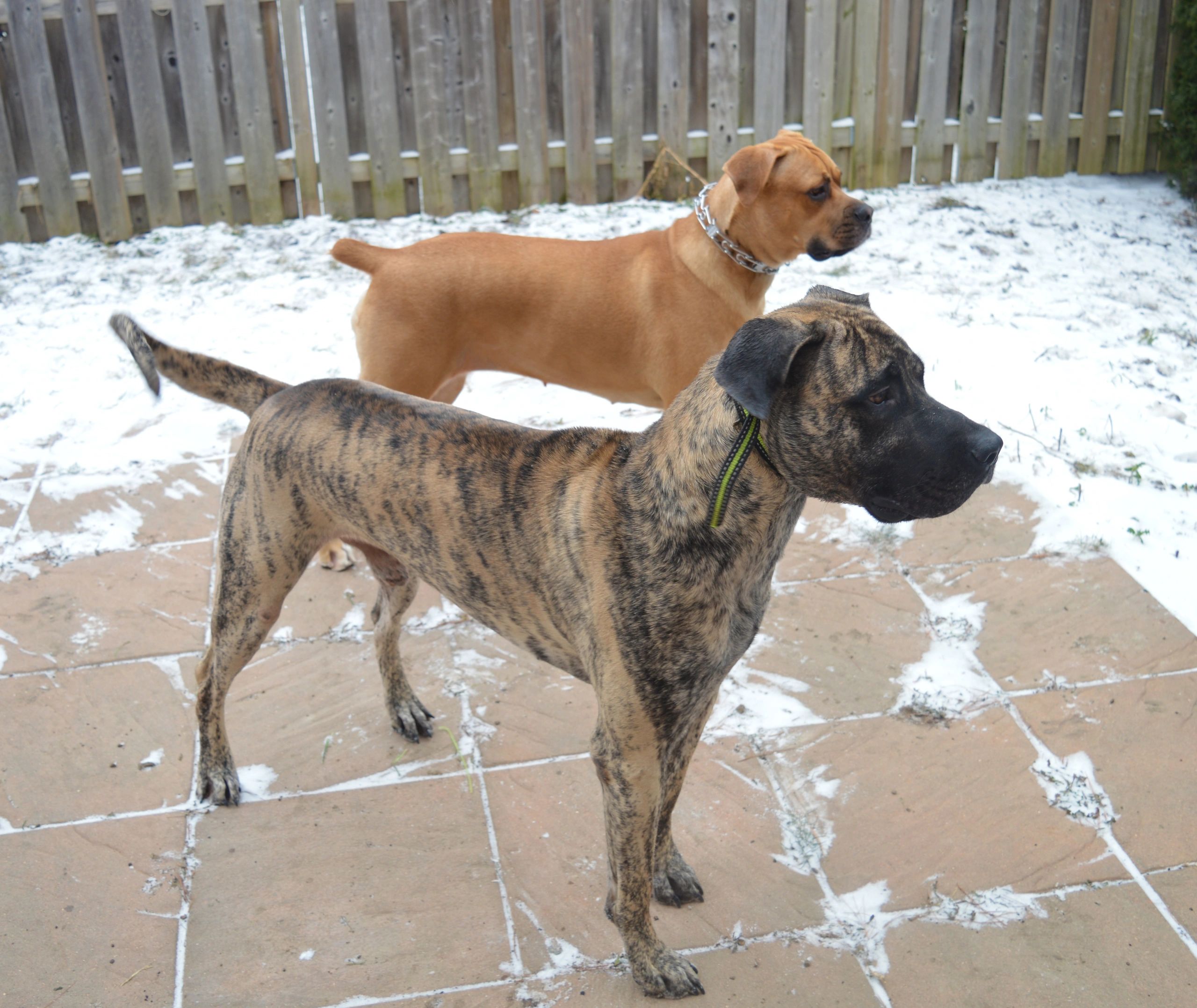 Cane Corso Great Dane Mix Puppies For Sale 80 - y2cwt5m