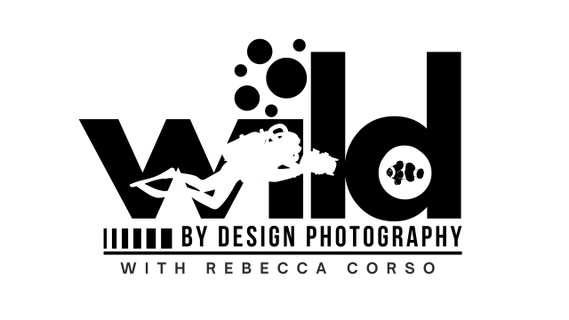 WILD by design photography with rebecca corso