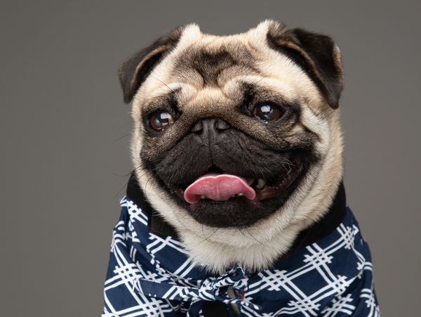 Pangpang the London Pug dog model, UK social media pug, famous dog, a cute pug