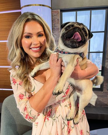 Pangpang the London Pug on set on the Jeremy Vine Show with Nicola McLean