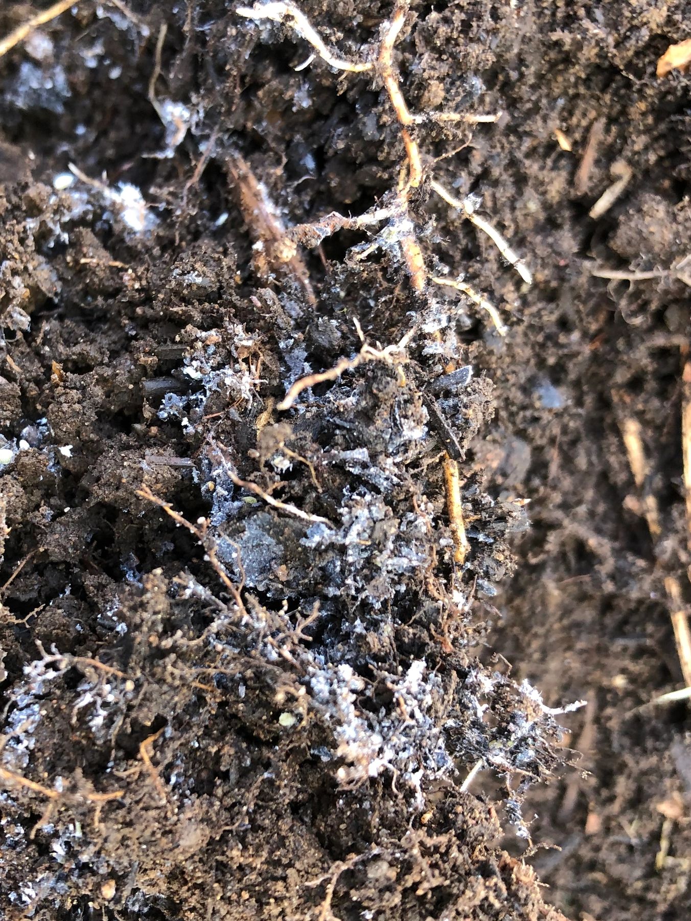What's This White Mold in My Soil!?