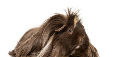 Small pet grooming guinea pig