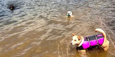 Three dogs swimming and standing in a body of water.