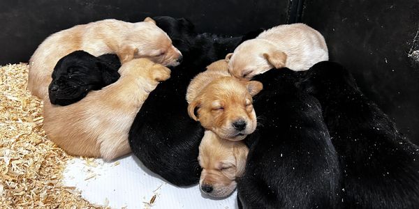 Labrador Retriever Puppy