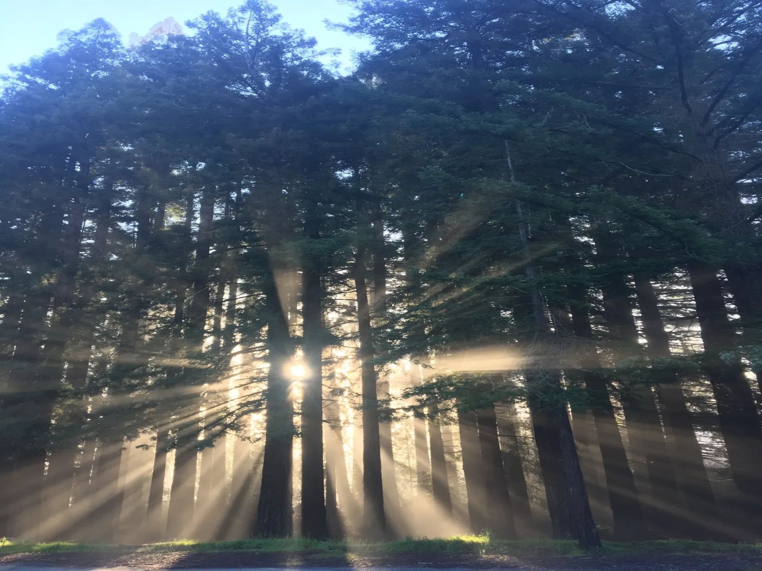 best quality tree service inc