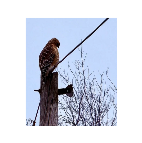 Red-Shouldered Hawk in Strafford, PA