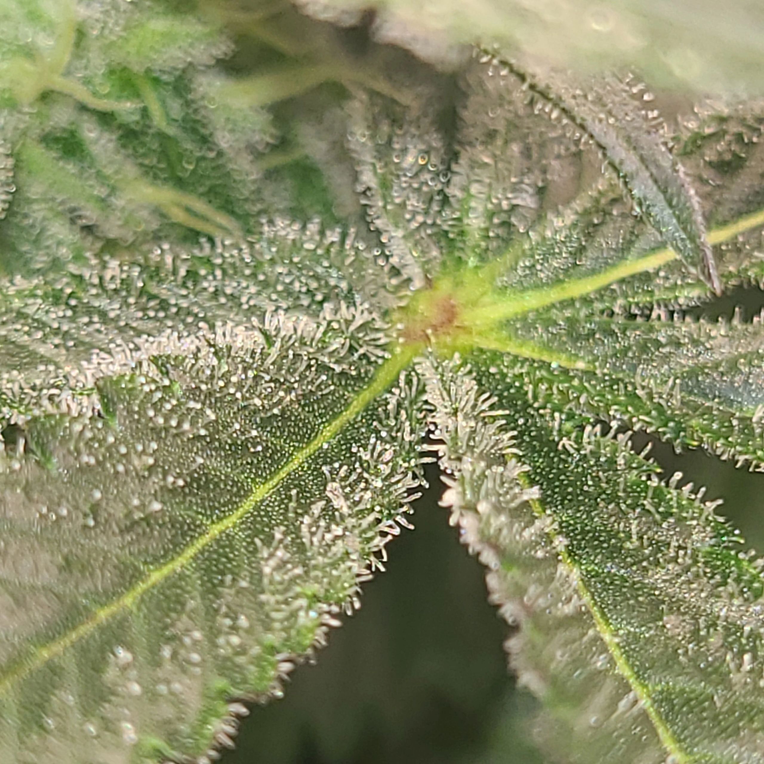 Juicy Joints cannabis LLC