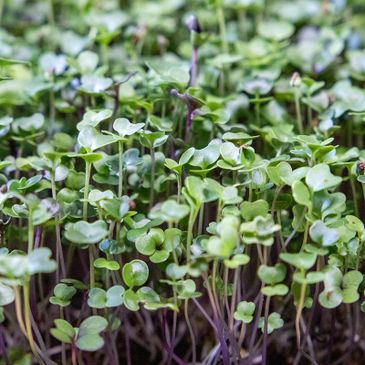 Red Russian Kale microgreens from Down to Earth Microgreens in Phoenix, Arizona.