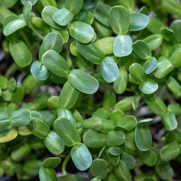 Black Oil Sunflower Shoots from Down to Earth Microgreens in Phoenix, Arizona.