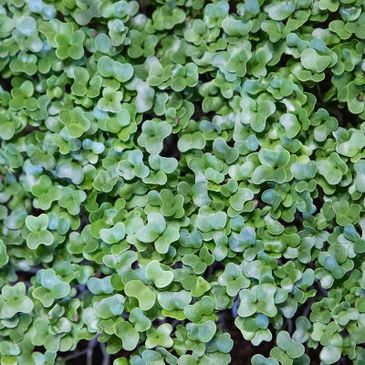 Calabrese Broccoli microgreens from Down to Earth Microgreens in Phoenix, Arizona.