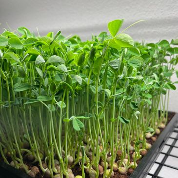 Speckled Pea Shoots from Down to Earth Microgreens in Phoenix, Arizona.