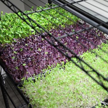 Variety of microgreens from Down to Earth Microgreens in Phoenix, Arizona.