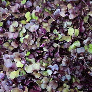 Rambo Radish microgreens from Down to Earth Microgreens in Phoenix, Arizona.